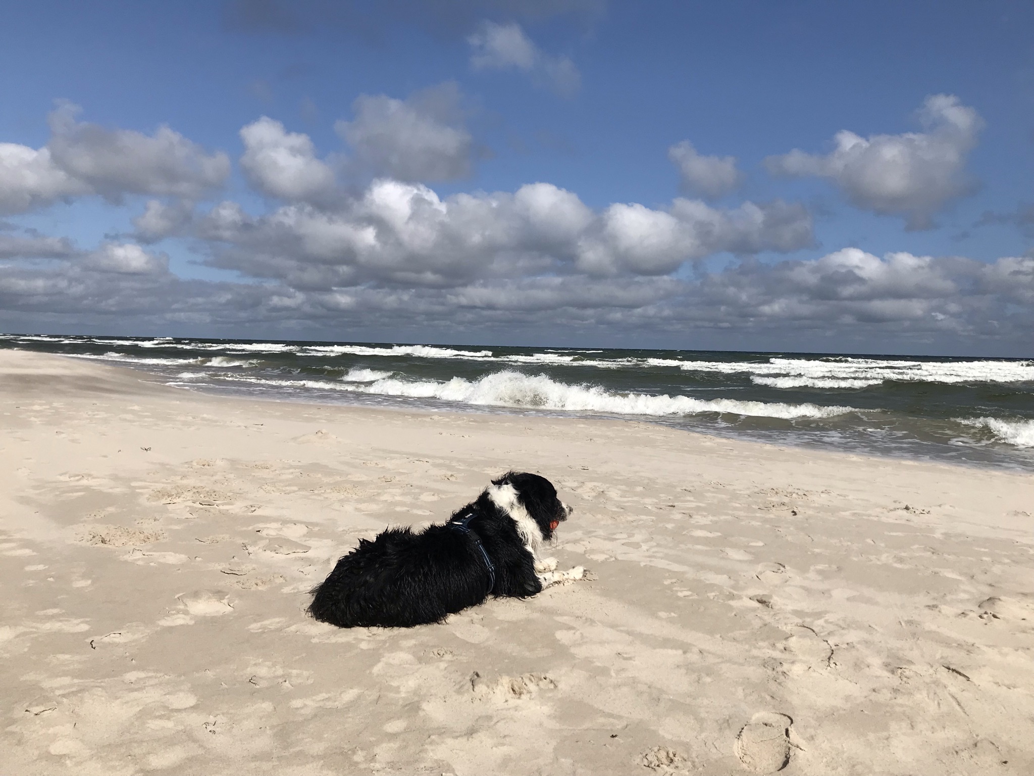 pies na plaży - bthegreat.pl- border collie - urodzinowe o wszystkim i o niczym