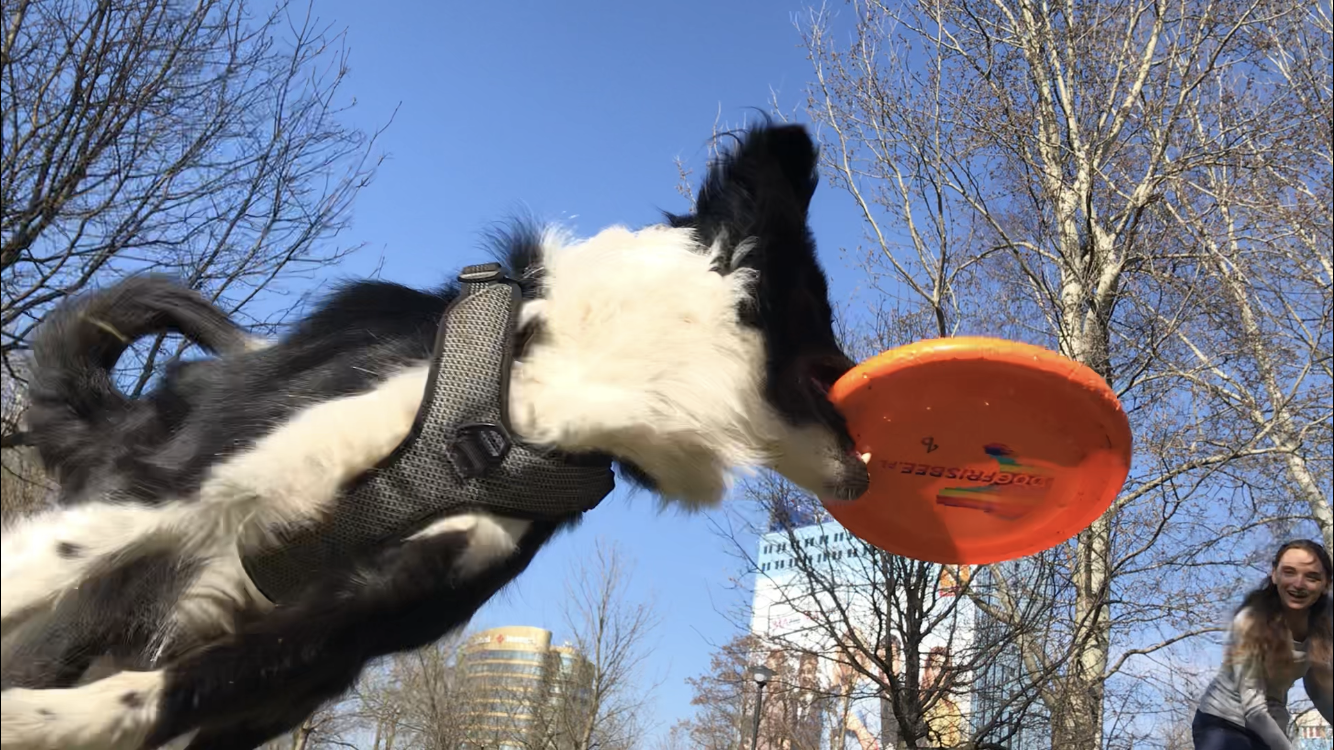 Dogfrisbee – trening 31.03.2021